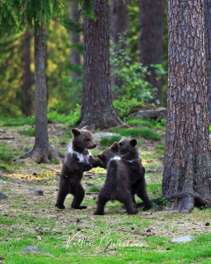 Photos: Photographer Captures Adorable Bear Cubs Dancing Together, Straight Out Of A Disney Movie! - World Of Buzz 4