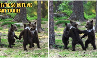 Photos: Photographer Captures Adorable Bear Cubs Dancing Together, Straight Out Of A Disney Movie! - World Of Buzz 5