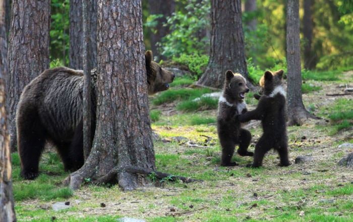 Photos: Photographer Captures Adorable Bear Cubs Dancing Together, Straight Out of A Disney Movie! - WORLD OF BUZZ