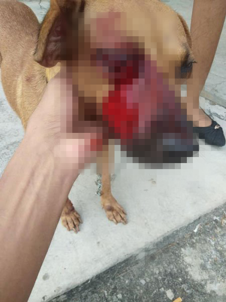 Port Dickson Man Seen Beating a Dog That Was Chained Up, Threatened Person Who Recorded Video - WORLD OF BUZZ 1