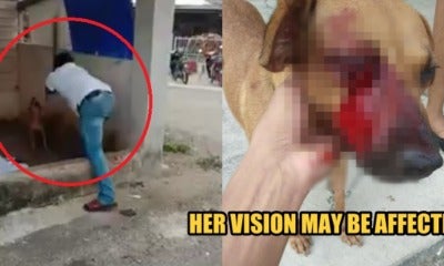 Port Dickson Man Seen Beating A Dog That Was Chained Up, Threatened Person Who Recorded Video - World Of Buzz
