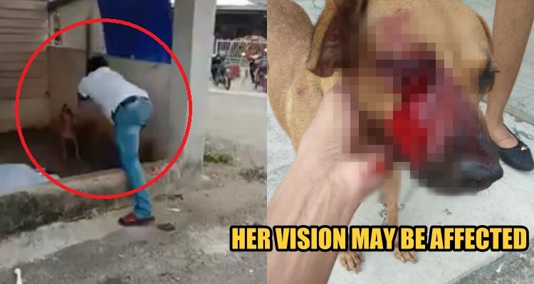 Port Dickson Man Seen Beating A Dog That Was Chained Up, Threatened Person Who Recorded Video - World Of Buzz