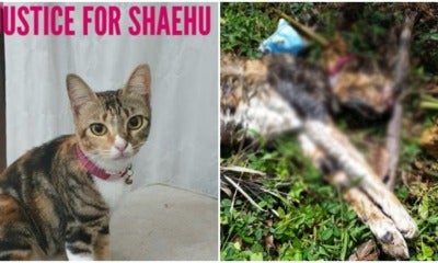 Pregnant Cat Brutally Murdered In Johor Bahru For Animal Sacrifice Ritual, Police Offers Reward For Any Information - World Of Buzz