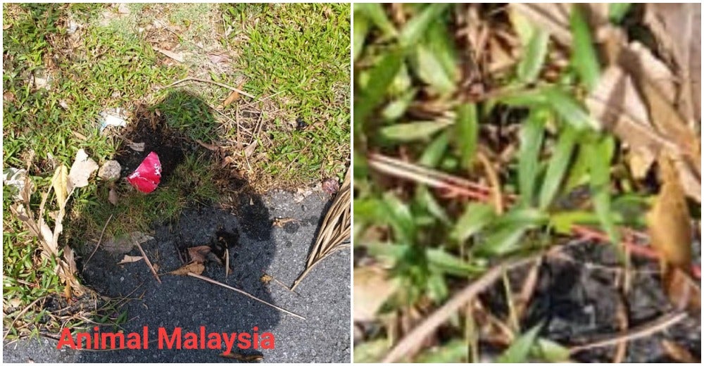 Pregnant Cat Brutally Murdered In Johor Bahru For Animal Sacrifice Ritual - WORLD OF BUZZ