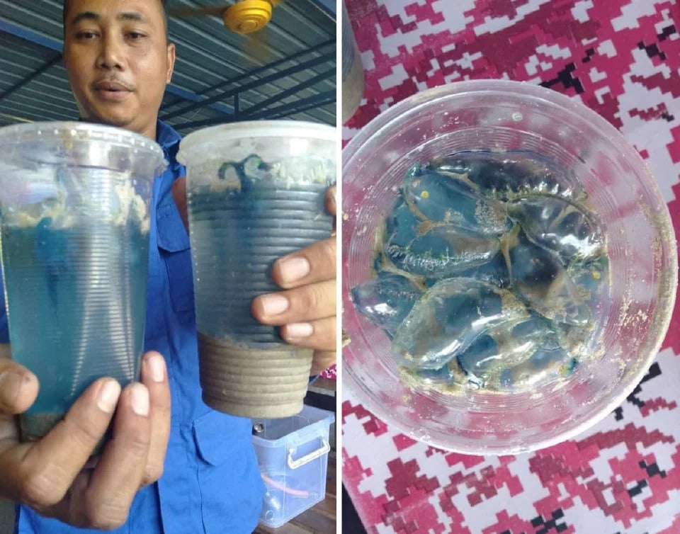Public Warned Not To Visit This Terengganu Beach After Over 30 Deadly Portuguese Man o’ War Jellyfishes Found - WORLD OF BUZZ 1