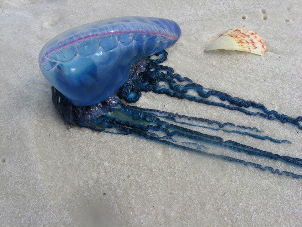 Public Warned Not To Visit This Terengganu Beach After Over 30 Deadly Portuguese Man o’ War Jellyfishes Found - WORLD OF BUZZ 2