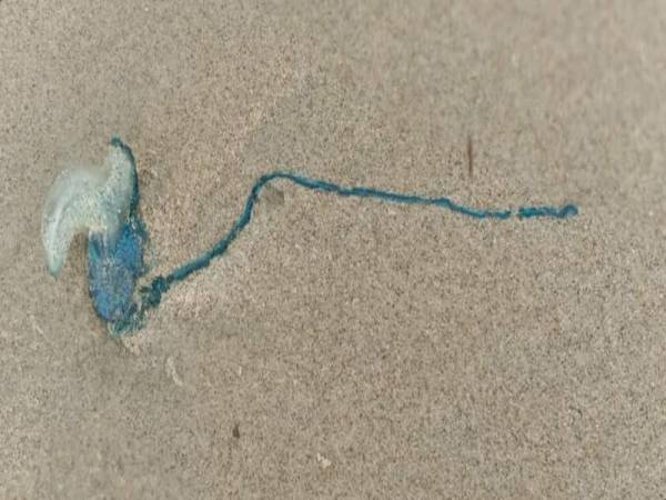 Public Warned Not To Visit This Terengganu Beach After Over 30 Deadly Portuguese Man o’ War Jellyfishes Found - WORLD OF BUZZ