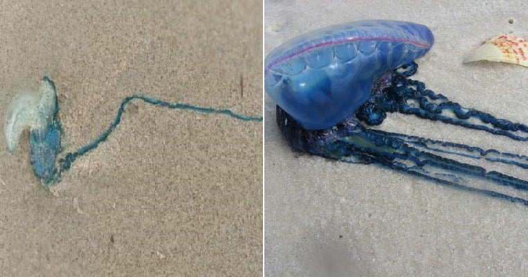 Public Warned Not To Visit This Terengganu Beach After Over 30 Portuguese Man O’ War Jellyfishes Found - World Of Buzz