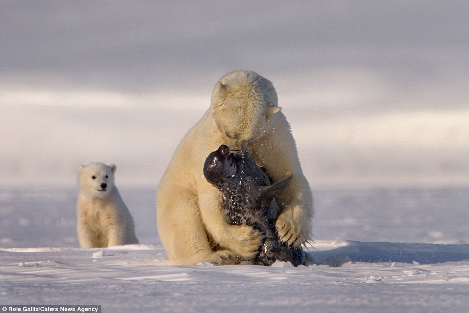 Scientist: Polar Bears are Eating Their Females and Cubs Due to Lack of Food Source - WORLD OF BUZZ 1