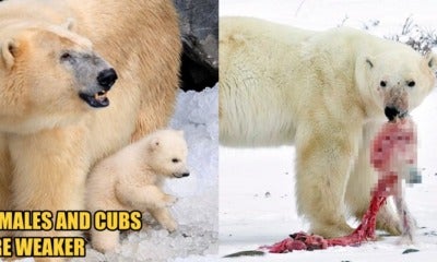 Scientist: Polar Bears Are Eating Their Females And Cubs Due To Lack Of Food Source - World Of Buzz 3