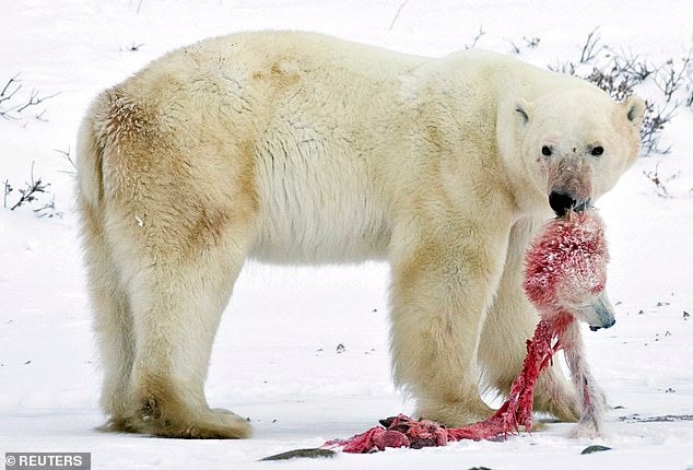 Scientist: Polar Bears are Eating Their Females and Cubs Due to Lack of Food Source - WORLD OF BUZZ