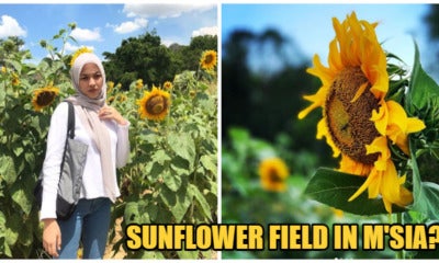 There'S A Sunflower Field Right Here In Perlis, &Amp; The Instagram Pictures Are Amazing - World Of Buzz 1