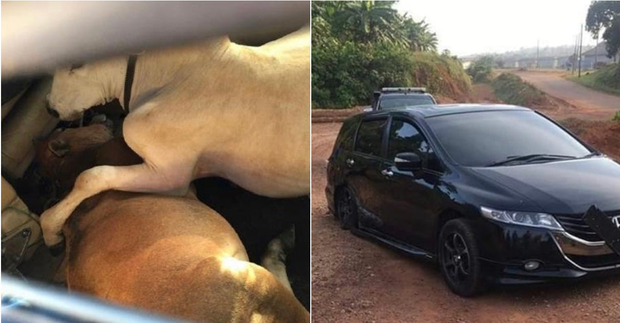 Thief Attempt To Steal Three Cows By Stuffing Them Into Mpv Failed After Tire Bursts - World Of Buzz 3