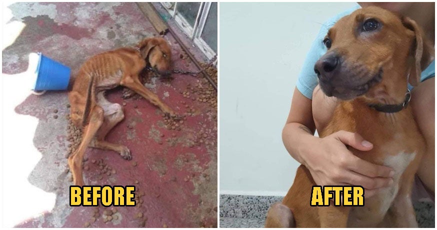 touching photos show dogs journey from having its mouth tied starved to being adopted world of buzz 12