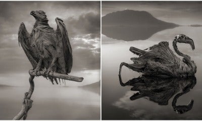 Unsettling Photos Of Calcified Animals Show The Power Of This Salt Lake - World Of Buzz