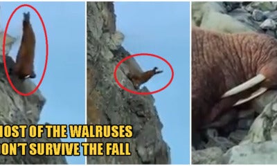 Video: Walruses Crawl &Amp; Tragically Fall Off Cliff In Despair As Global Warming Shrinks Their Habitats - World Of Buzz