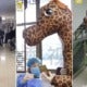 Woman Wears Full Giraffe Costume To Protect Against Coronavirus As She Couldn'T Buy Face Masks - World Of Buzz 4
