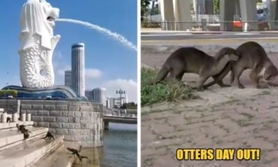 These Otters Have A Field Day O - World Of Buzz
