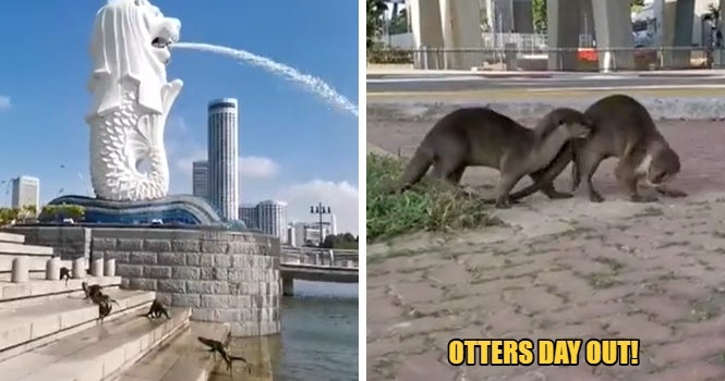 These Otters Have A Field Day O - World Of Buzz
