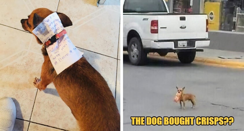 Man Sends His Dog To Buy Him Cheetos With A Note On Its Back - WORLD OF BUZZ