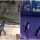 Covid-19 Lockdown Closes Aquarium, Penguins Free To Roam &Amp; Experience Being A Visitor - World Of Buzz