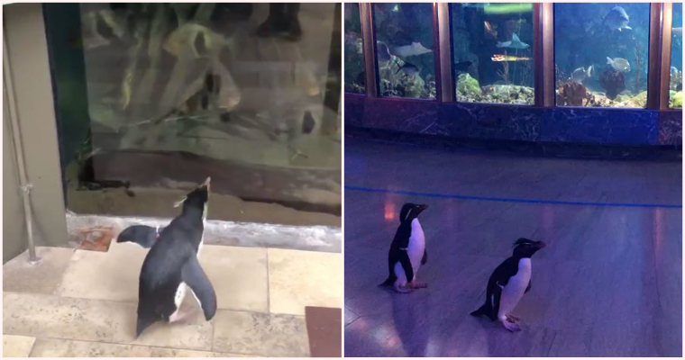 Covid-19 Lockdown Closes Aquarium, Penguins Free To Roam & Experience Being A Visitor - WORLD OF BUZZ
