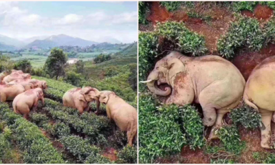 Elephants Wandered Into A Village, Got Drunk Off Of 30Kgs Of Corn Wine &Amp; Fell Asleep In A Tea Garden - World Of Buzz
