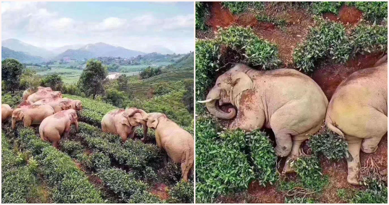 Elephants Wandered Into A Village, Got Drunk Off Of 30Kgs Of Corn Wine &Amp; Fell Asleep In A Tea Garden - World Of Buzz