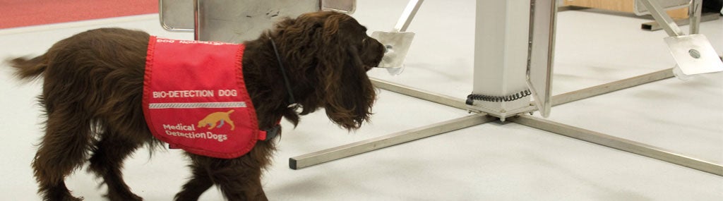 Dogs Could Be Used To Detect Covid 19 After Just Six Weeks Of Training - WORLD OF BUZZ 1