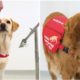 Dogs Could Be Used To Detect Covid 19 After Just Six Weeks Of Training - World Of Buzz 2