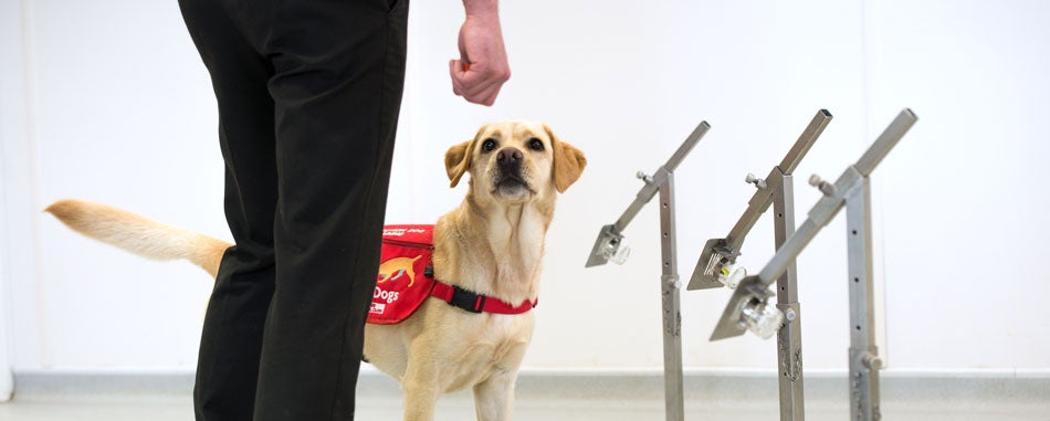 Dogs Could Be Used To Detect Covid 19 After Just Six Weeks Of Training - WORLD OF BUZZ