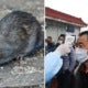 Man From China Dies From Hantavirus - World Of Buzz