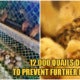 Highly Infectious H5N6 Bird-Flu Outbreak Found In Philippines Quail Farm, Situation Under Control - World Of Buzz 2