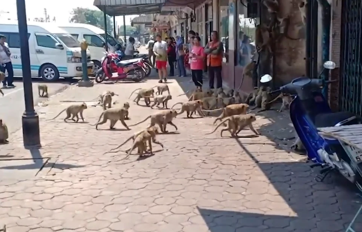 HUNDREDS Of Starving Monkeys Raid Thai Town After Covid-19 Drives Tourists Who Feed Them Away - WORLD OF BUZZ 1