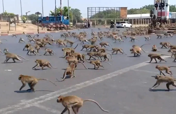 HUNDREDS Of Starving Monkeys Raid Thai Town After Covid-19 Drives Tourists Who Feed Them Away - WORLD OF BUZZ 2