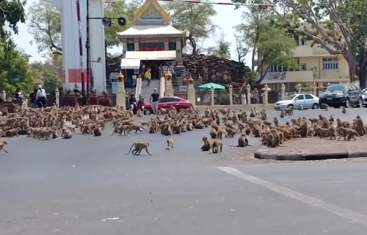 HUNDREDS Of Starving Monkeys Raid Thai Town After Covid-19 Drives Tourists Who Feed Them Away - WORLD OF BUZZ 3