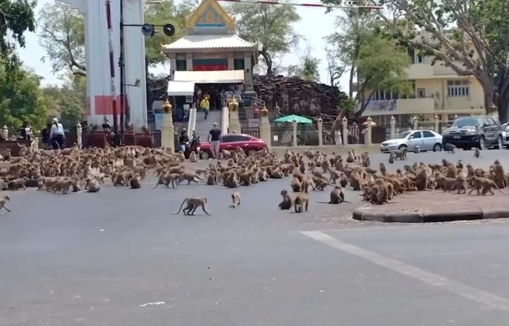 Hundreds Of Starving Monkeys Raid Thai Town After Covid-19 Drives Tourists Who Feed Them Away - World Of Buzz 3