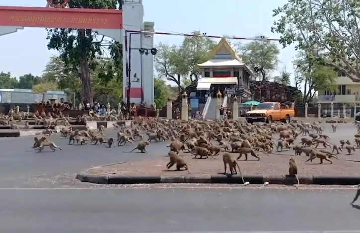 HUNDREDS Of Starving Monkeys Raid Thai Town After Covid-19 Drives Tourists Who Feed Them Away - WORLD OF BUZZ