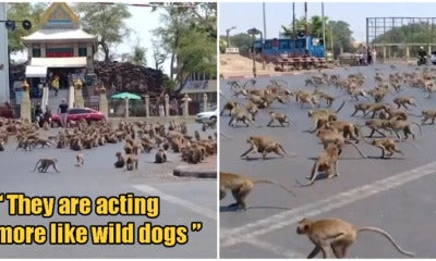 Hundreds Of Starving Monkeys Raid Town After Covid-19 Drives Away Tourists Who Feed Them - World Of Buzz