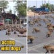 Hundreds Of Starving Monkeys Raid Town After Covid-19 Drives Away Tourists Who Feed Them - World Of Buzz