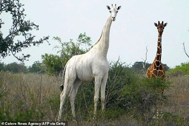 Kenya's ONLY Female White Giraffe & Her Baby Were Killed By Poachers, Leaving 1 Left In The World - WORLD OF BUZZ 1