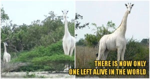 kenyas only female white giraffe her baby were killed by poachers leaving 1 left in the world world of buzz 3 1