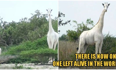 Kenya'S Only Female White Giraffe &Amp; Her Baby Were Killed By Poachers, Leaving 1 Left In The World - World Of Buzz 2