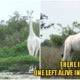 Kenya'S Only Female White Giraffe &Amp; Her Baby Were Killed By Poachers, Leaving 1 Left In The World - World Of Buzz 2