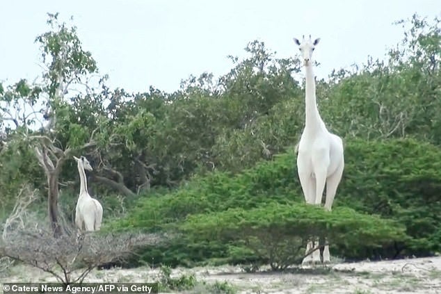 Kenya's Only Female White Giraffe &Amp; Her Baby Were Killed By Poachers, Leaving 1 Left In The World - World Of Buzz