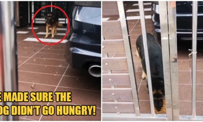 Kind Malay Man Helps Feed Neighbour'S Dog In Johor As It'S Owner Remains Stuck In Singapore - World Of Buzz