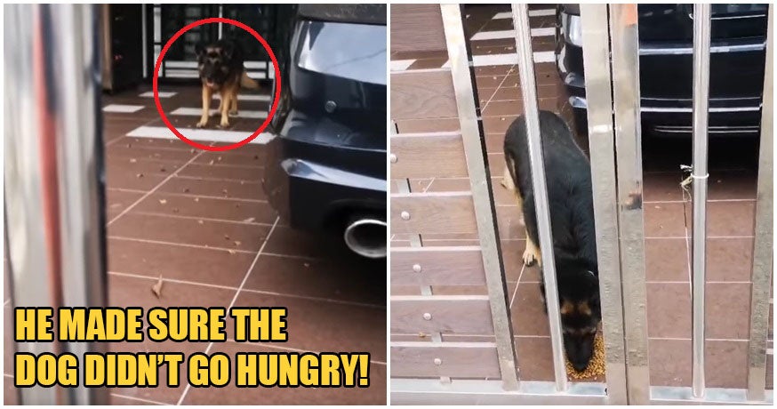Kind Malay Man Helps Feed Neighbour's Dog In Johor As It's Owner Remains Stuck In Singapore - WORLD OF BUZZ