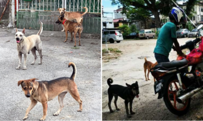 Mco: Animal Shelters And Community Feeders Animals Are Facing Difficulties In Feeding Stray Animals Amidst Mco Implementation - World Of Buzz