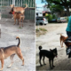 Mco: Animal Shelters And Community Feeders Animals Are Facing Difficulties In Feeding Stray Animals Amidst Mco Implementation - World Of Buzz