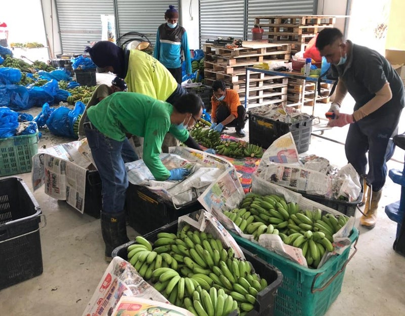 Plantation Owner Donates Over 100Kg Of Packed Fruits To Frontline Police In Show Of Appreciation - World Of Buzz 1